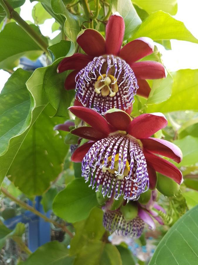 Sea Flower Villa Bali Crete Vlikhádha Екстериор снимка